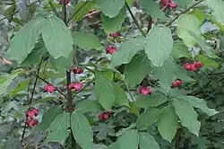 In Austria
