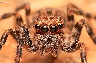 female