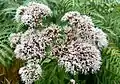 White flowers