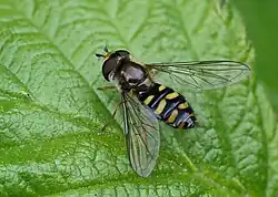 Eupeodes bucculatus