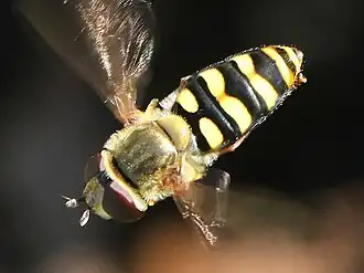Eupeodes fumipennis
