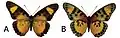 E. s. nipponicorum female dorsal (a); ventral (b)