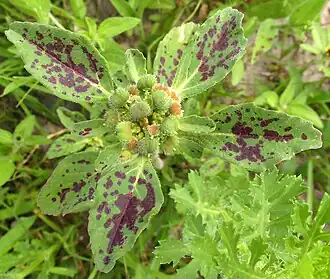 speckled bracts subtending inflorescence