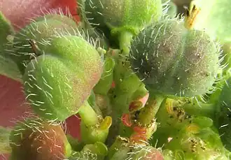 hairy fruits of Euphorbia cuphosperma