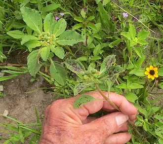 plant as weed in abandoned field in central Mexico
