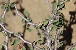 Cyanthia growing out of axils, with the foliage and its characteristic gnarled gray stems