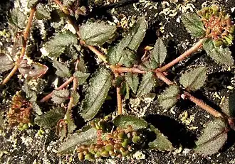 Euphorbia ophthalmica, branches of mat-forming body