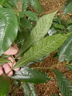 Foliage (underside)