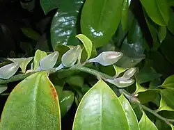 Flower buds
