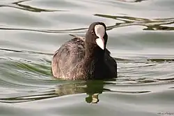 Eurasian coot, Italy