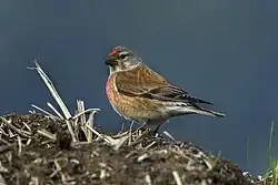 Eurasian linnet, Aosta Valley