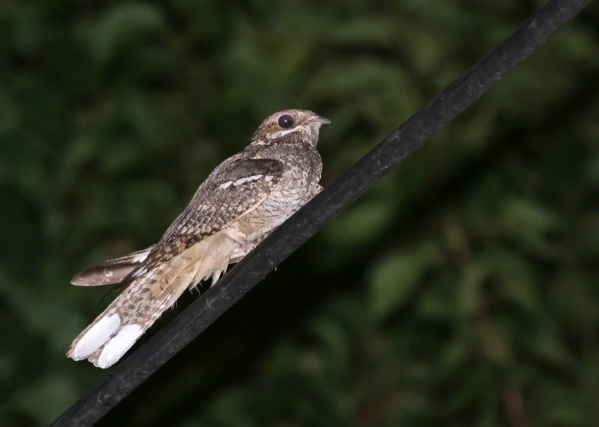 Eurasian_Nightjar_(Caprimulgus_europaeus)_(50791599888)