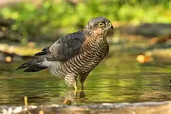 Eurasian sparrowhawk, Castelletto Merli, Piedmont