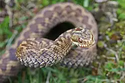 A venomous snake common to Western Europe, the hoggorm is tan with a dark zigzag pattern down its back.