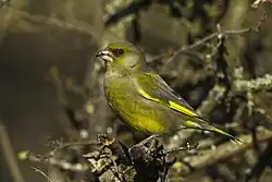 European greenfinch, Italy