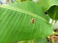 On a banana plant