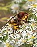 European hornet with honeybee prey