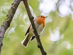 European robin, Florence
