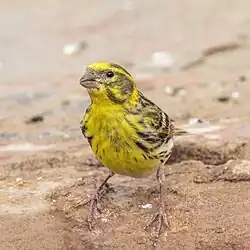 European serin