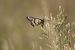 Euryades corethrus