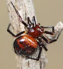 female E. episinoides