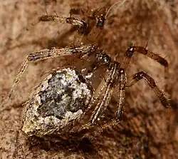 female