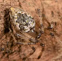 female