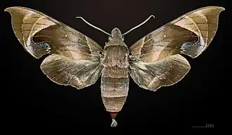 Female