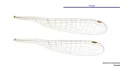 Female wings