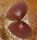 Eurytellina angulosa