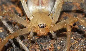 female