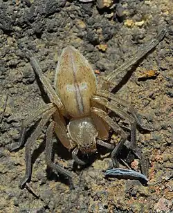 female