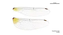 Female wings