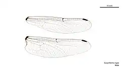 Male wings