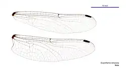 Male wings