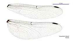 Female wings