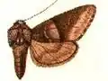 Psaphida grandis