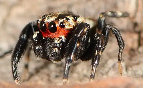 male