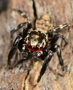 male