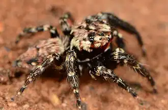 male