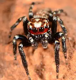 male