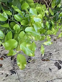 Foliage
