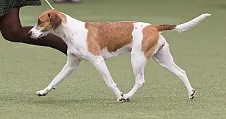 Crufts Winner
