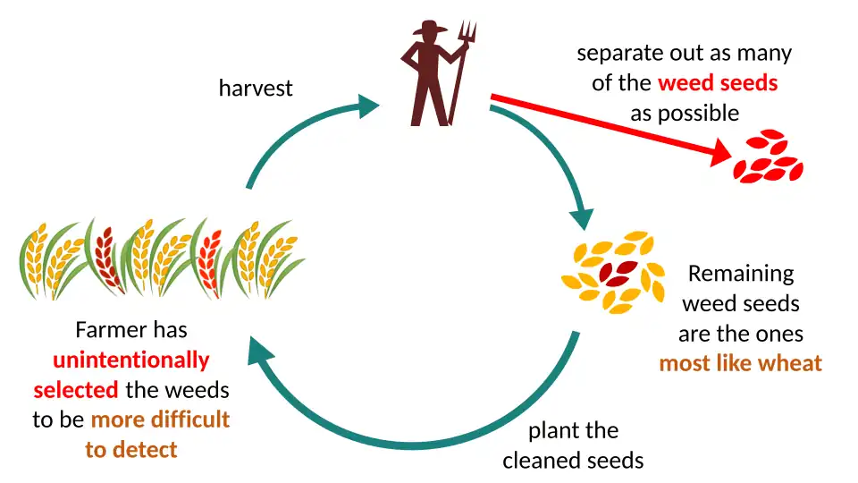 Evolution of Vavilovian mimicry: the farmer or a machine winnows the seed (or weeds the crop) to remove as many weeds as possible, unintentionally selecting the weeds that best resemble the crop.[38]