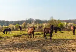 Ponies in a field