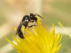Exoneuridia libanensis
