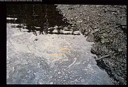 Dark oil sheen bleeds from oil soaked beach - Bay of Isles, Knight lsland (Prince William Sound). This beach was signed off as environmentally stable at the end of the '89 cleanup season.