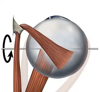Eye movement of inferior rectus muscle, superior view
