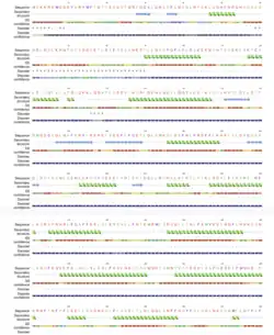 FAM200C Predicted Secondary Structure: Phyre2.2: A Community Resource for Template-based Protein Structure Prediction Powell HR et al. Journal of Molecular Biology (2025) in press DOI: https://doi.org/10.1016/j.jmb.2025.168960