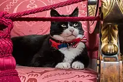 A black and white cat sits regally on a traditionally upholstered chair